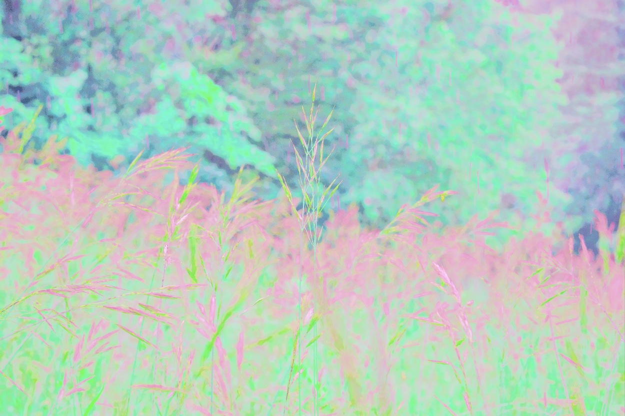 haute herbes III